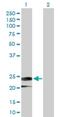 Interferon Alpha 14 antibody, H00003448-D01P, Novus Biologicals, Western Blot image 