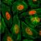 Histone H3 antibody, NBP2-61533, Novus Biologicals, Immunofluorescence image 