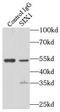 SIX Homeobox 1 antibody, FNab07886, FineTest, Immunoprecipitation image 