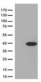 Hes Family BHLH Transcription Factor 1 antibody, TA504001, Origene, Western Blot image 
