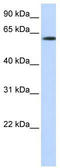 F-Box Protein 24 antibody, TA329818, Origene, Western Blot image 