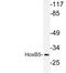 Homeobox protein Hox-B5 antibody, LS-C177251, Lifespan Biosciences, Western Blot image 