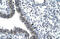 Nocturnin antibody, ARP32536_T100, Aviva Systems Biology, Immunohistochemistry frozen image 