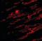 Unc-93B1 antibody, orb88394, Biorbyt, Immunofluorescence image 