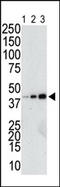Glutathione-S-Transferase Tag antibody, AP11290PU-N, Origene, Western Blot image 
