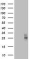 Granulophysin antibody, TA802849S, Origene, Western Blot image 