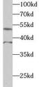 Arginine And Serine Rich Coiled-Coil 1 antibody, FNab07513, FineTest, Western Blot image 