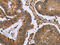 FHL-2 antibody, CSB-PA798885, Cusabio, Immunohistochemistry frozen image 