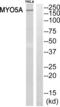 Myosin VA antibody, abx014620, Abbexa, Western Blot image 