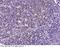 Programmed Cell Death 1 antibody, 10377-RD67, Sino Biological, Immunohistochemistry frozen image 