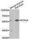 Potassium Voltage-Gated Channel Subfamily J Member 4 antibody, orb374124, Biorbyt, Western Blot image 