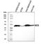 Myocyte Enhancer Factor 2B antibody, A05743-1, Boster Biological Technology, Western Blot image 