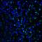 T Cell Immunoreceptor With Ig And ITIM Domains antibody, RF16055, ProSci Inc, Immunofluorescence image 