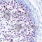 Jun Proto-Oncogene, AP-1 Transcription Factor Subunit antibody, AP0378, ABclonal Technology, Immunohistochemistry paraffin image 