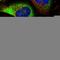 Neuralized E3 Ubiquitin Protein Ligase 1B antibody, HPA037612, Atlas Antibodies, Immunocytochemistry image 