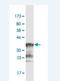 Protocadherin Gamma Subfamily A, 1 antibody, H00056114-M02, Novus Biologicals, Western Blot image 