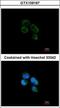 3-Hydroxyisobutyryl-CoA Hydrolase antibody, GTX109167, GeneTex, Immunofluorescence image 
