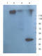 DEP Domain Containing 1 antibody, orb360770, Biorbyt, Western Blot image 