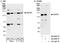 HET antibody, A300-812A, Bethyl Labs, Immunoprecipitation image 