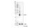 CD151 Molecule (Raph Blood Group) antibody, 81626S, Cell Signaling Technology, Western Blot image 