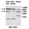 Zinc Finger Protein 184 antibody, MBS416591, MyBioSource, Western Blot image 