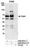 RNA Binding Motif Protein 39 antibody, A300-291A, Bethyl Labs, Immunoprecipitation image 