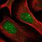 RLC antibody, NBP2-54719, Novus Biologicals, Immunofluorescence image 