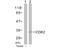 Cyclin Dependent Kinase 2 antibody, AP02642PU-N, Origene, Western Blot image 