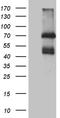 Interleukin-2 receptor subunit beta antibody, CF812258, Origene, Western Blot image 