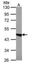 Fumarate Hydratase antibody, TA307996, Origene, Western Blot image 