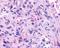 Neuropeptides B And W Receptor 1 antibody, NLS172, Novus Biologicals, Immunohistochemistry frozen image 
