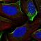 Diacylglycerol Kinase Gamma antibody, NBP1-85316, Novus Biologicals, Immunofluorescence image 