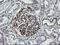 Vesicle Transport Through Interaction With T-SNAREs 1A antibody, M06649, Boster Biological Technology, Immunohistochemistry paraffin image 