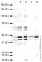 2',3'-Cyclic Nucleotide 3' Phosphodiesterase antibody, ab44289, Abcam, Western Blot image 