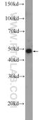 Mitogen-Activated Protein Kinase 9 antibody, 17337-1-AP, Proteintech Group, Western Blot image 