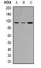 TYRO3 Protein Tyrosine Kinase antibody, orb382573, Biorbyt, Western Blot image 