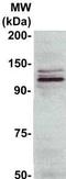 Cell surface glycoprotein MUC18 antibody, TA354502, Origene, Western Blot image 