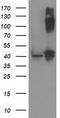 Pantothenate Kinase 3 antibody, LS-C172462, Lifespan Biosciences, Western Blot image 