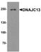 DnaJ homolog subfamily C member 13 antibody, A06236, Boster Biological Technology, Western Blot image 