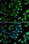 Protein disulfide-isomerase A6 antibody, orb247770, Biorbyt, Immunofluorescence image 