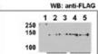 Histone Deacetylase 9 antibody, abx026080, Abbexa, Western Blot image 