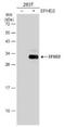 EF-Hand Domain Family Member D2 antibody, NBP1-31134, Novus Biologicals, Western Blot image 
