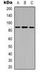 X-Ray Repair Cross Complementing 5 antibody, LS-C368653, Lifespan Biosciences, Western Blot image 