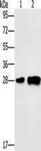 Lymphocyte antigen 96 antibody, TA349770, Origene, Western Blot image 