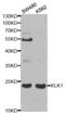 Kallikrein-1 antibody, abx001495, Abbexa, Western Blot image 