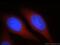 Spermatogenesis Associated 13 antibody, 21400-1-AP, Proteintech Group, Immunofluorescence image 