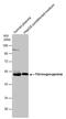 Fibrinogen Gamma Chain antibody, PA5-29734, Invitrogen Antibodies, Western Blot image 