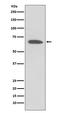 Potassium voltage-gated channel subfamily A member 1 antibody, M01813, Boster Biological Technology, Western Blot image 