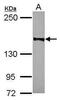 hRAD50 antibody, PA5-31555, Invitrogen Antibodies, Western Blot image 