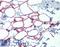 Nuclear Factor I C antibody, LS-B4029, Lifespan Biosciences, Immunohistochemistry frozen image 